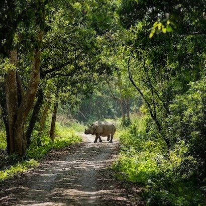 Jungle-Safari-3